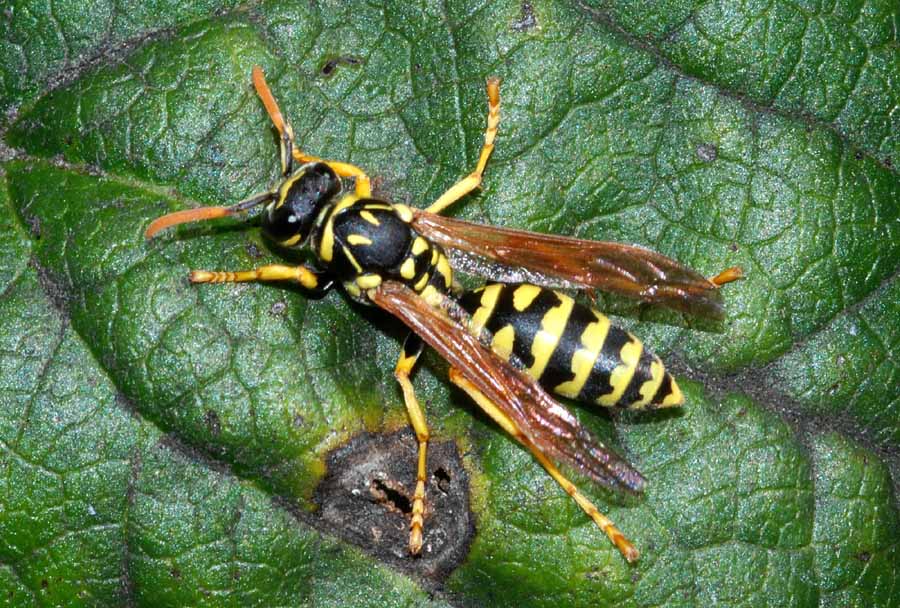 Polistes cf. gallicus (Vespidae)